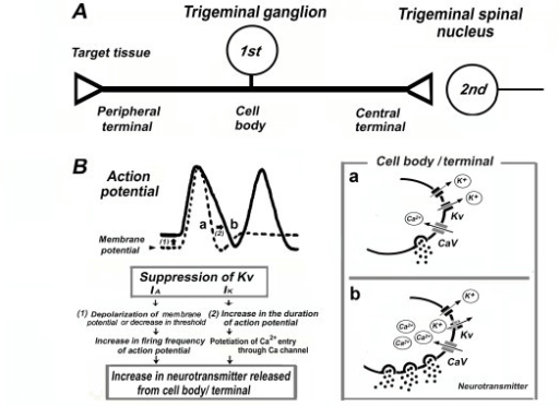 Excitability of the Soma in Central Nervous System Neurons