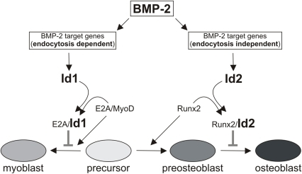 Hypothetical Model Id1 Prevents Myogenic Differentiatio Open I   PMC3187766 Pone.0025163.g006 