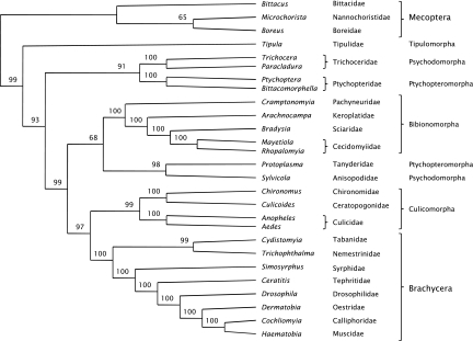 diptera tree phylogenetic mitochondrial major groups policy copyright commons creative open