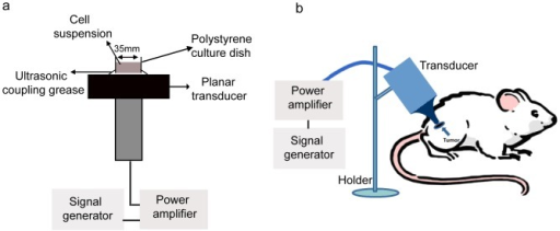 Schematic Diagram Of Sonication Devices For The In Vitr | Open-i