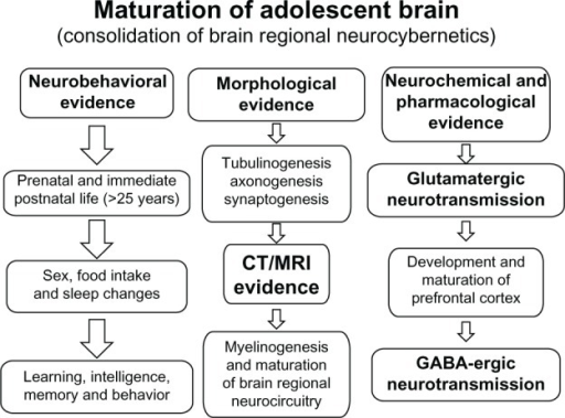 developmental stages of the brain during adolescence pdf