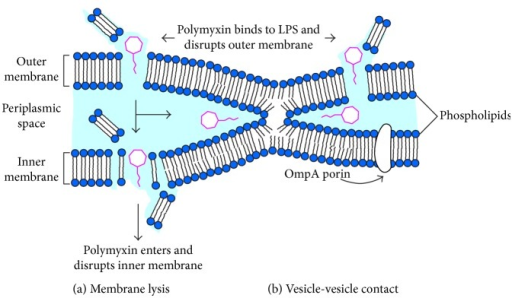 Antibacterial Mechanisms Of Polymyxin: (a) Classic Mech | Open-i