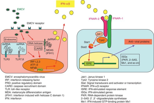 Type 1 interferon (IFN-α/β) signalling pathway.Tyk2 a | Open-i