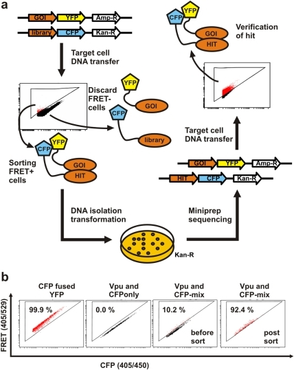 High-throughput-screening For Unknown Protein Interacti | Open-i