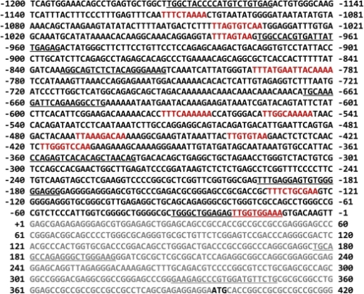 Sequence Of The 5′ Flanking Region Of The Human Ror1 Open I 5661