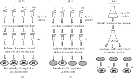 luria and delbruck experiment