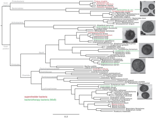 Whole Genome Maximum Likelihood Phylogeny Of Intestin Open I