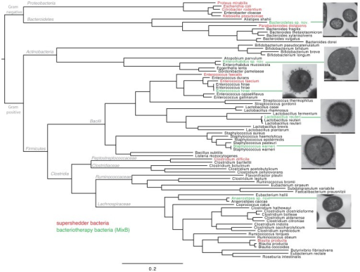 Whole Genome Maximum Likelihood Phylogeny Of Intestin Open I Whole Genome Maximum Likelihood Phylogeny Of Intestin Open I