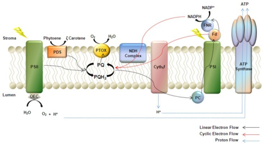 Model of PTOX as a cofactor of phytoene desaturase (PDS | Open-i