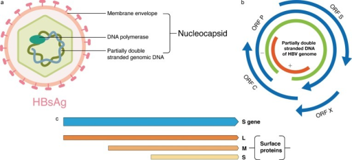 Structural And Genetic Organization Of HBV.a, Structure | Open-i