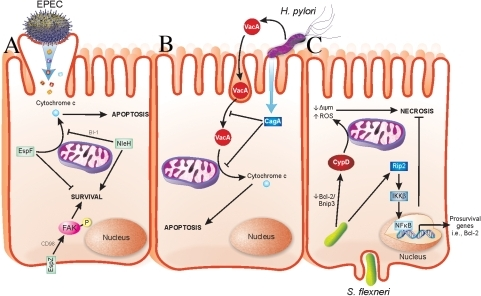 Strategies evolved by bacterial pathogens to restrain v | Open-i