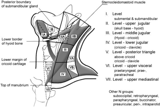 Cervical Lymph Node Regions Imaging Based Level Syste Open I