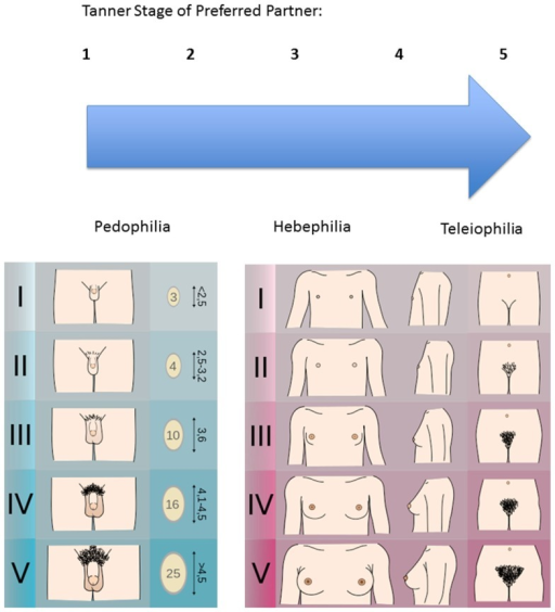 Tanner scales of males and females as used in sexual pr ...