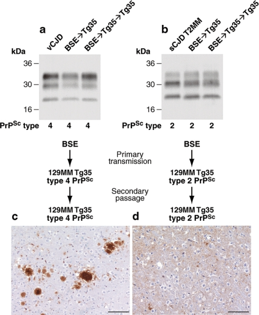 an in depth look at the little known disease bovine spongiform encephalopathy an in depth look at the little known disease bovine spongiform encephalopathy