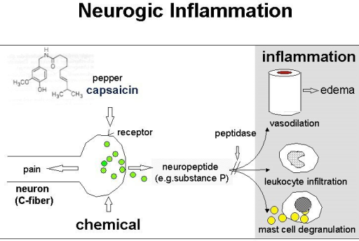 nih mechanism u of Mechanism Capsaicin Inflammation Neurogenic after (s