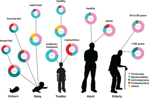 Human microbiota: onset and shaping through life stages | Open-i