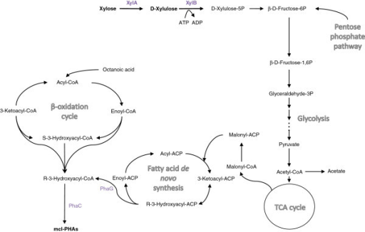 Hypothetical pathway for mcl-PHA accumulation from xylo | Open-i