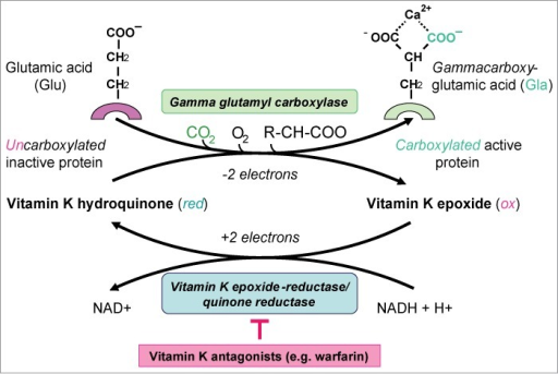 In the vitamin K cycle, vitamin K-dependent gamma-carbo | Open-i