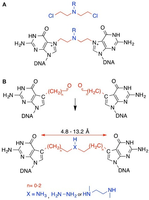 native and synthetic nitrogen mustard icls a nitrogen open i nitrogen mustard