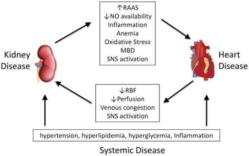 Pathophysiological mediators of cardiorenal syndrome an | Open-i