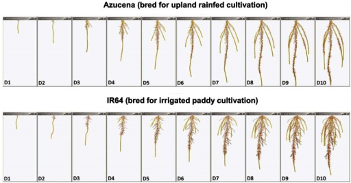 Root system models of two rice varieties bred for contr | Open-i