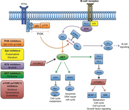 Targeting The PI3K And BTK Pathways In NHL. The B-cell | Open-i