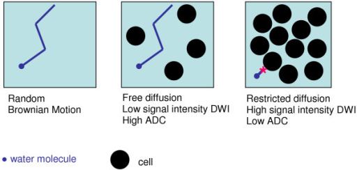 Diagram Illustrating Free And Restricted Diffusion Of W | Open-i