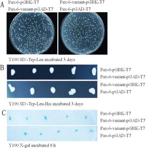 Yeast 2-hybrid System. A: Yeast Y190 Grow In Culture Me | Open-i