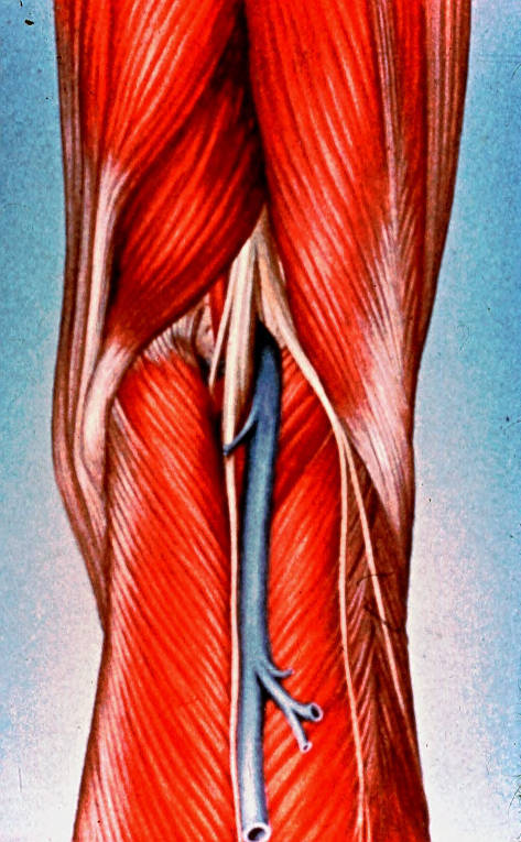 bicep femoris muscle bicep femoris muscle