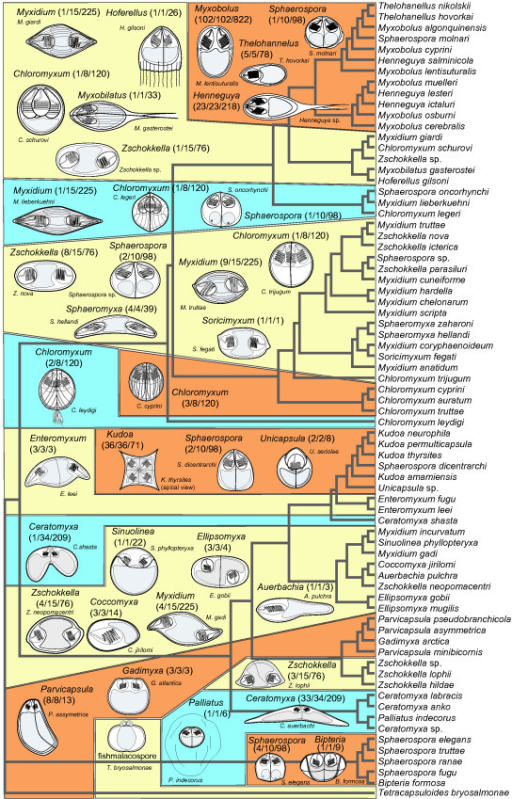 Spore Morphology Of Selected Myxozoans Of All Genera In | Open-i