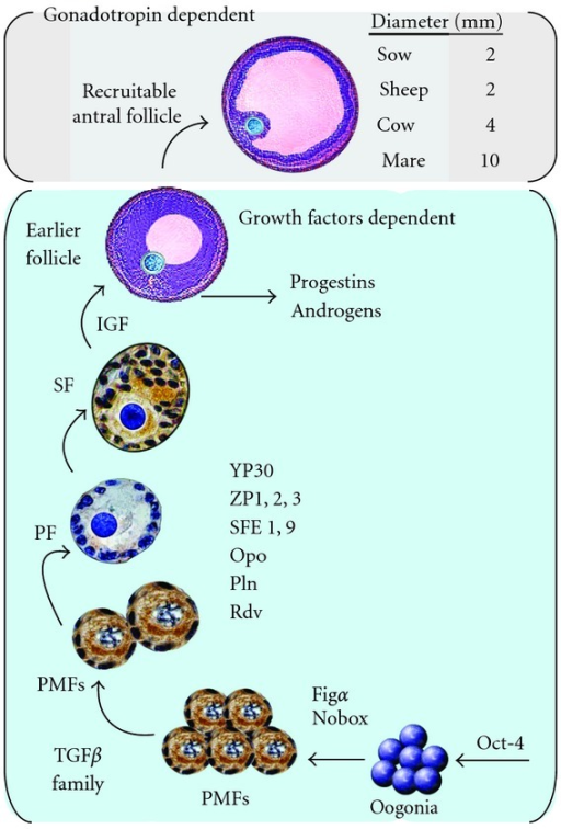 Model of a putative transcription network of gene, prot | Open-i