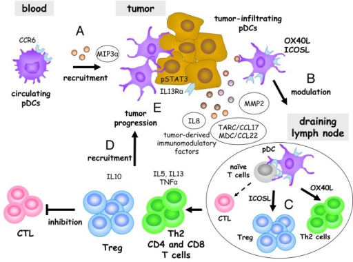 Figure 1. Mechanisms whereby tumor-infiltrating plasma | Open-i