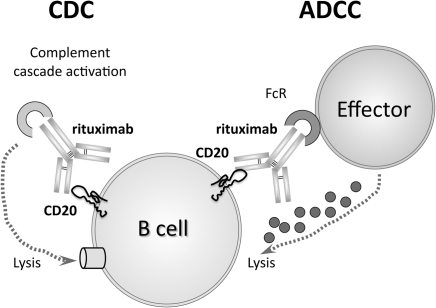 Rituximab Mode Of Action.Rituximab Is A Monoclonal Anti | Open-i