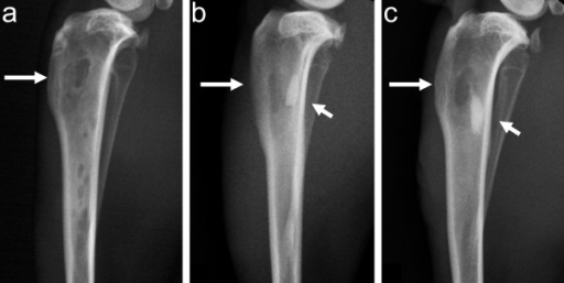 Lateral radiographs of the infected tibias. In animals | Open-i