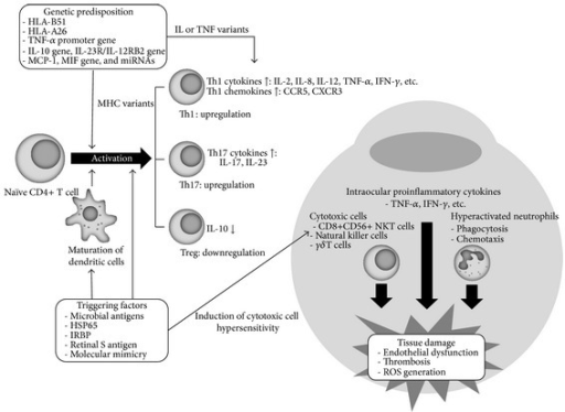 Immunopathogenesis of Behçet's uveitis. Hypersensitivi | Open-i