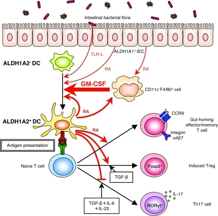 Proposed model for the mechanism of GM-CSF-mediated ind | Open-i