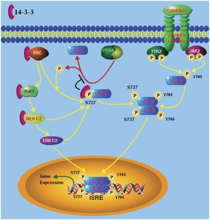 Proposed model of 14-3-3 and Stat3 interaction.The mode | Open-i