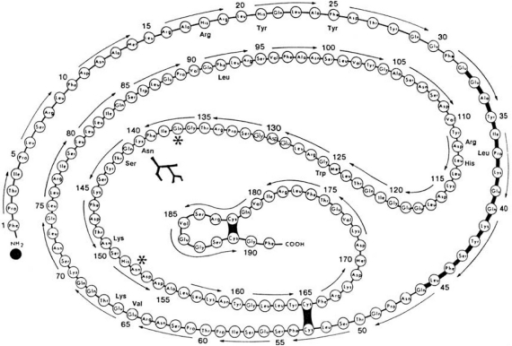 Primary structure of human growth hormone (GH) and its ...