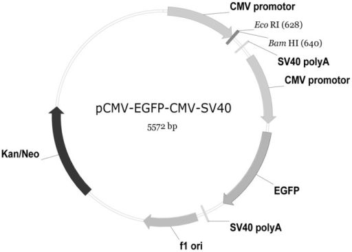 Illustration of pCMV-EGFP-CMV-SV40 plasmid.It contains | Open-i