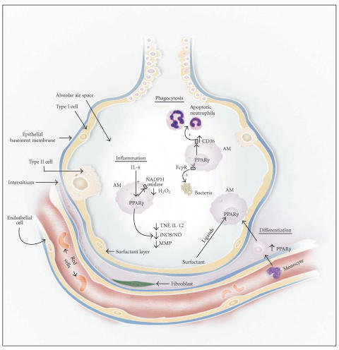 The alveolar macrophage: role in immunity and effects o | Open-i