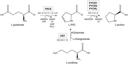 Proline Is Synthesized Via Two Alternative Pathways Fr Open I