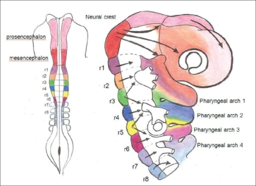 Patterns Of Neural Crest Migration Into Adjacent Paraxi Open I