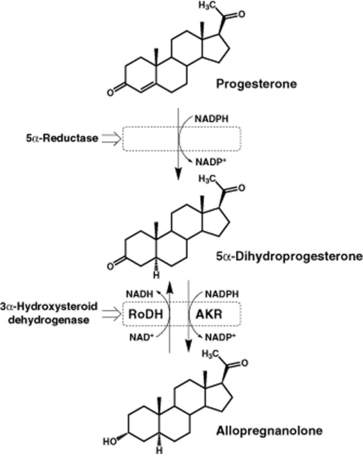 Synthesis Of Allopregnanolone From Progesterone A 5 Ce B1 Reductase Enzyme Produces 5 Ce B1 Dihydroprogesterone From Synthesis Of Allopregnanolone From Progesterone A 5 Ce B1 Reductase Enzyme Produces 5 Ce B1 Dihydroprogesterone From