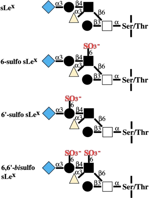 Structure Of Sialyl Lewis X And Its Sulfated Forms In C | Open-i