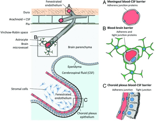 Figure 1. Blood-CSF And Blood-brain Barriers. From Top | Open-i