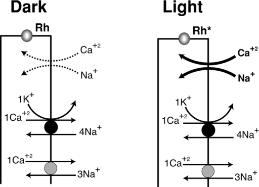 The Phototransduction Cascade In Drosophila. Absorption 