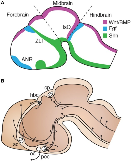 Conservation of a general organization of vertebrate br | Open-i