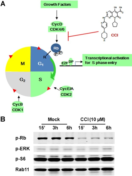 Selective CDK4/6 Inhibition By Small Molecule Compound. | Open-i