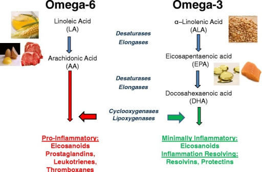 Dietary Sources And General Metabolic Pathway For Omega | Open-i