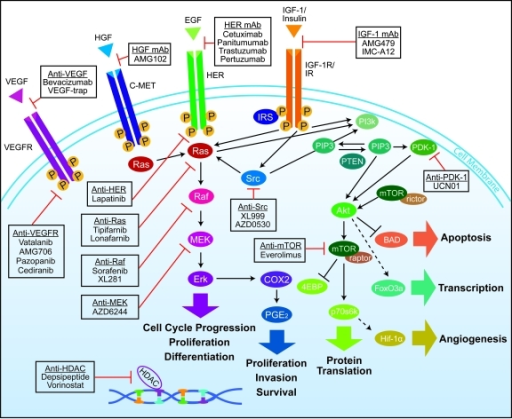 Overview of interlinked cellular signaling pathways inv | Open-i